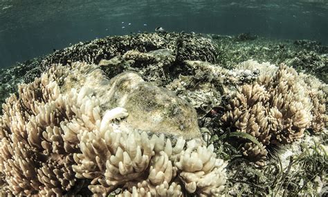 The Effects Of Global Warming Have Reached The World’s Southernmost ...