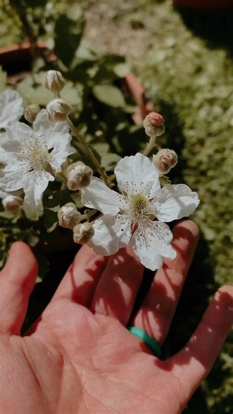 Image result for Old Rugged Cross Patsy Cline