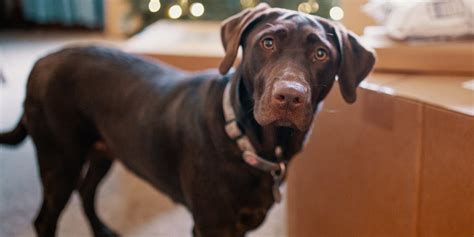 Image result for Labrador Retriever Grooming