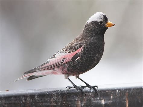 Black Rosy-Finch - eBird