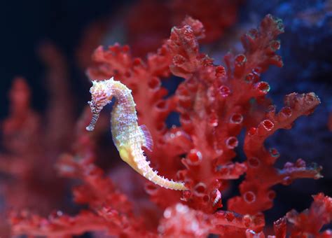 Fun Facts About Seahorses