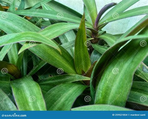 Rhoeo Discolor or Better Known As Adam Eve Leaves is a Plant that is Often Used As an Ornamental ...