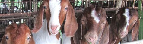 SRI SAI FORESTRY Super Napier & Red Napier Grass (1000 Seeds Each ...