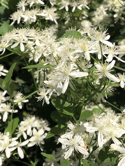 Wisconsin Wildflower | Sweet Autumn Clematis | Clematis terniflora
