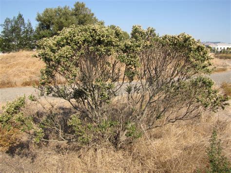 Coyote Brush Chaparral
