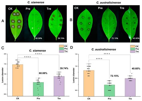 A New Biocontrol Agent Bacillus velezensis SF334 Against Fungal Leaf ...