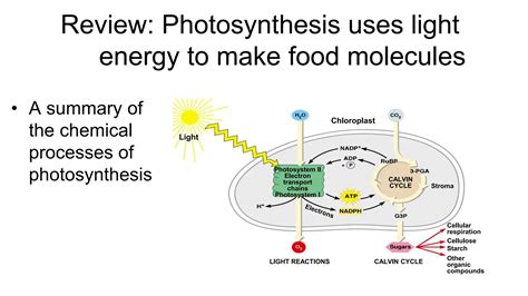 Image result for Basic Photosynthesis
