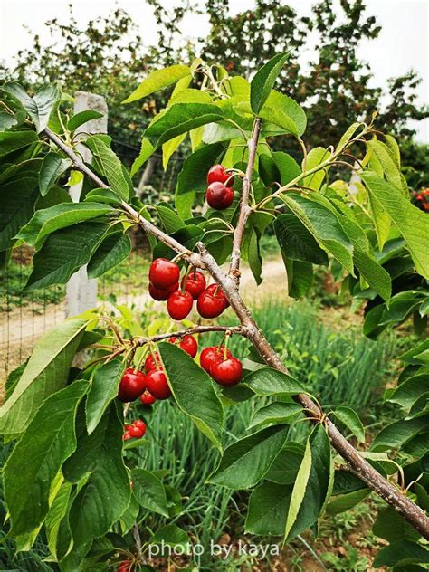陕西的樱桃品种竟然有这么多，直接PK车厘子！_铜川市