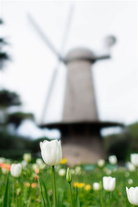 Queen Wilhelmina Tulip Garden - Hej Doll | Simple modern living by ...