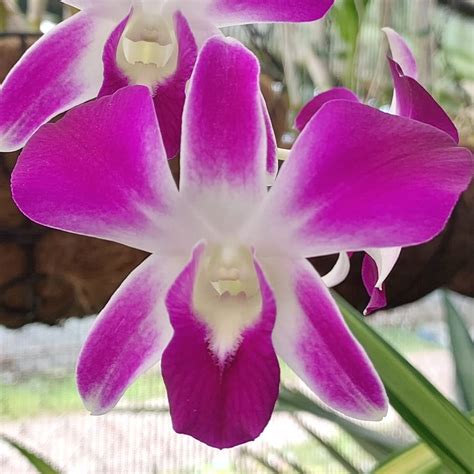 Click Orchid Dendrobium Sonia Purple and Sonia White Orchid Live Plant ...