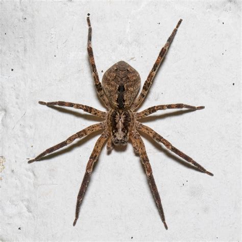 Wolf Spider Size Comparison at Jake Spragg blog