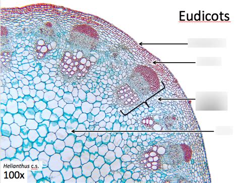 eudicot stem Diagram | Quizlet