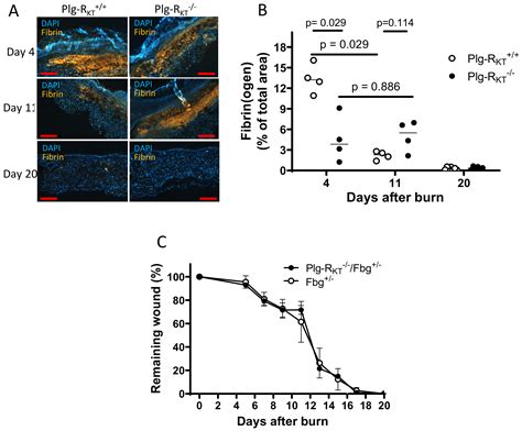 Plasminogen Receptors and Fibrinolysis