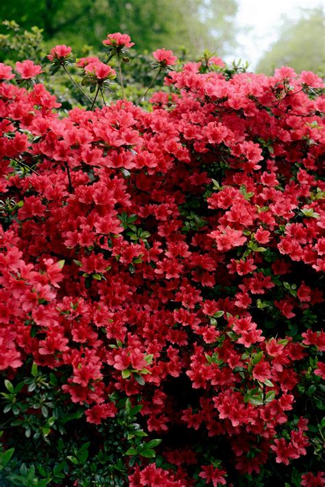 How Long Does Azalea Bloom? - Green Packs