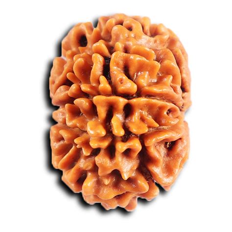 8 Mukhi Nepalese Rudraksha - Bead No. 400 – Rudra and Sons