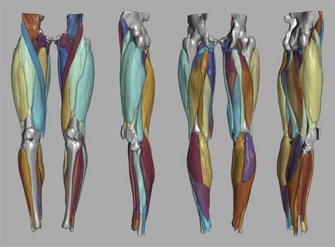 Image result for Muscle and Motion.com