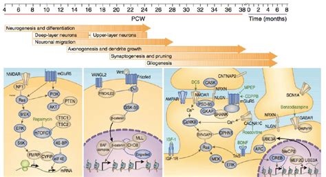 Image result for Neocortex Disorders
