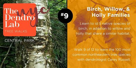 Birch Tree Identification Workshop in Central Park – 2 hrs (1 - 3pm ...