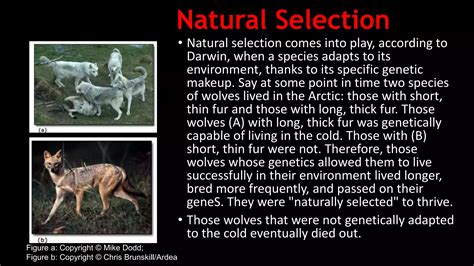 Descent with Modifications.pptx