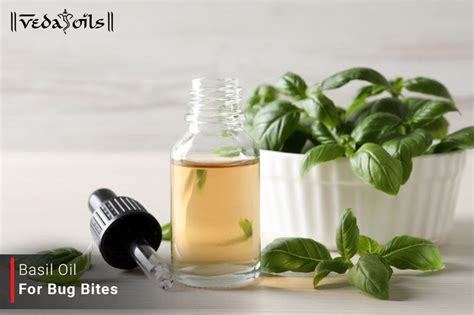 Basil Essential Oil For Bug Bites: Benefits & How To Use – VedaOils