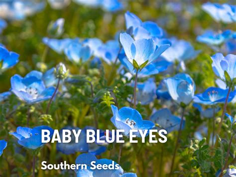 Baby Blue Eyes Flower Seeds