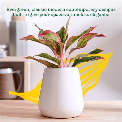 Tulip Fantasy Extra Small Ceramic Planter – Ugaoo