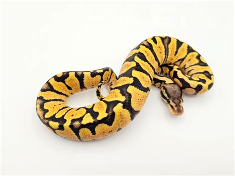 Image result for Super Zebra Ball Python
