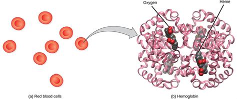 Red blood corpuscles and blood platelets — lesson. Science State Board ...
