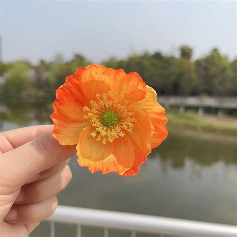 Tangerine Ombre Poppy Hair Clip – Jewelsmars