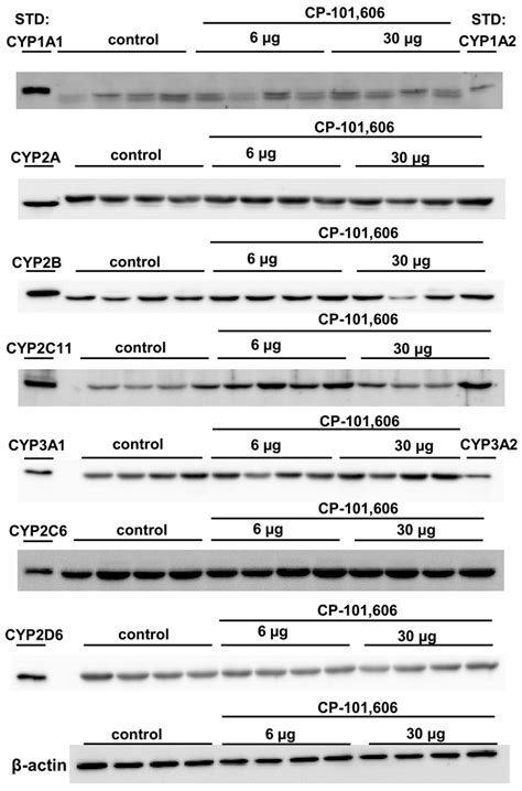 Molecular Mechanisms of the Regulation of Liver Cytochrome P450 by Brain NMDA Receptors and via ...