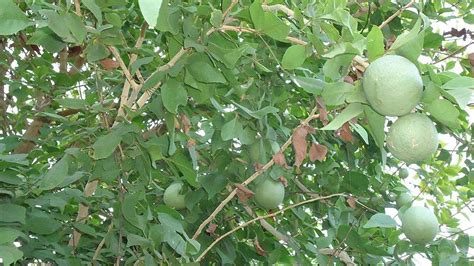 Ohhsome Rare Bael Plant (Aegle Marmelos) Medicinal Tree"Koovalam/Bengal ...
