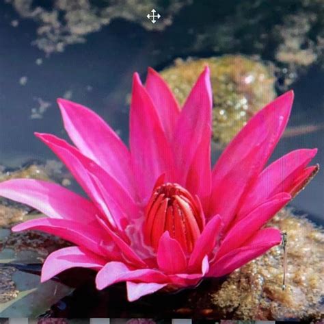 Waterlily – Indian Gardens