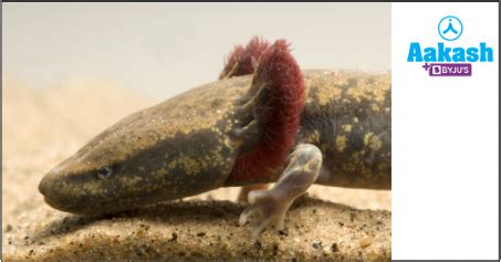 Amphibia: Classification, Significance & Characteristics | AESL