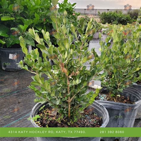 Wintergreen Boxwood Shrub 3 Gallon – CMXOUTDOOR