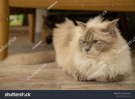 Grumpy Cat Breed