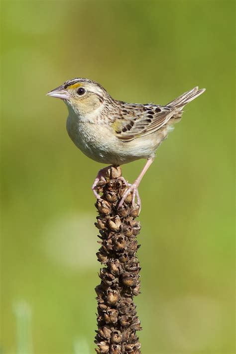 Free wildlife and pollinator habitat workshops for landowners