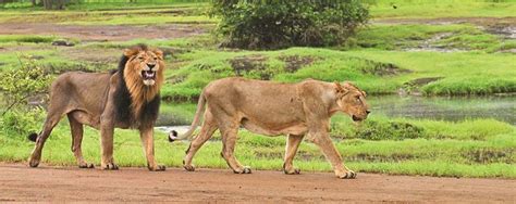 Asiatic Lions’ 32% Population Growth Makes Gir a Must-Visit Destination