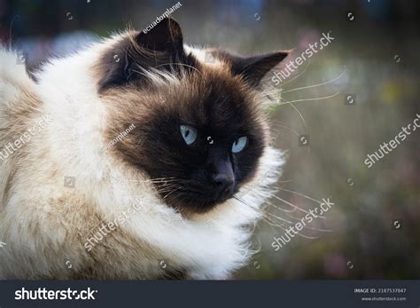 Cat Siamese Himalayan
