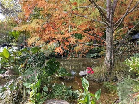 Autumn at Silvan - Open Garden , Richmond Riding for the Disabled, 169 ...