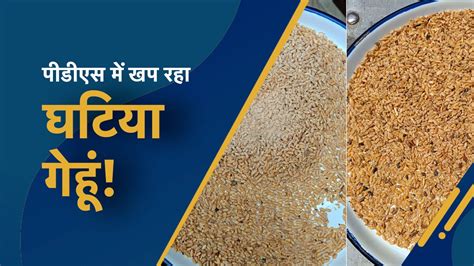 Poor Quality Wheat: PDS के लिए भेजा गया गेहूं घुना और सड़ा निकला, सतना ...