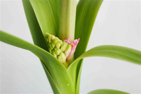 Hyacinth Care Guide (Before and After Flowering)