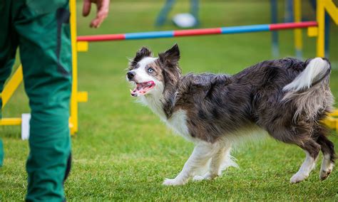Image result for Agility Training for Dogs