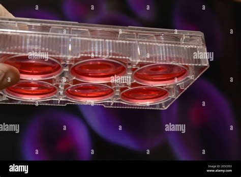 Biological Experiments 的图像结果