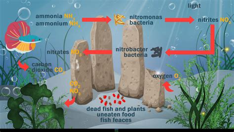 Image result for Fish Tank Substrate