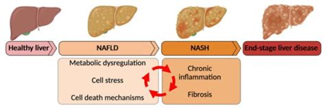 Nuclear Receptors Linking Metabolism, Inflammation, and Fibrosis in ...