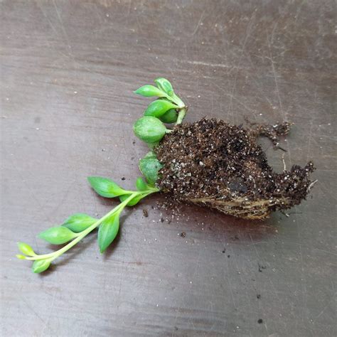 Senecio herreianus - String of Watermelons - Cuttings - Sunnyplants.com