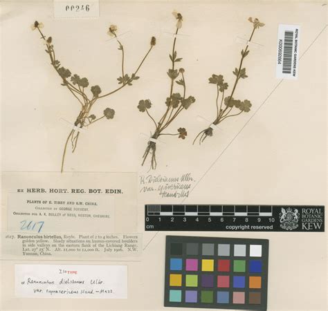 Ranunculus dielsianus Ulbr. | Plants of the World Online | Kew Science