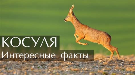 Мясо косули - полезные свойства и вред