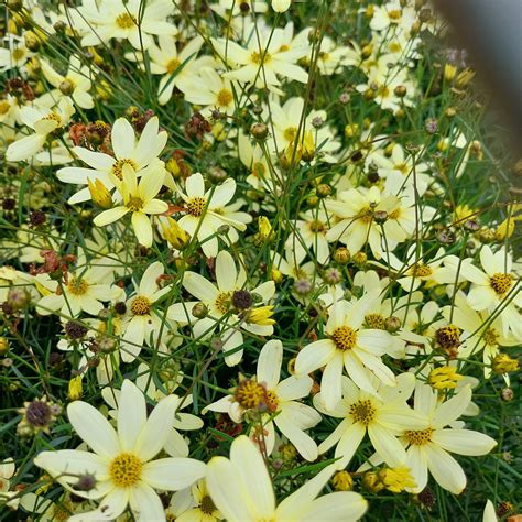 Coreopsis verticillata 'Moonbeam' | Mädchenauge Staude kaufen ...