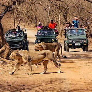 Ambardi Safari Park - All You Need to Know BEFORE You Go (2024 ...
